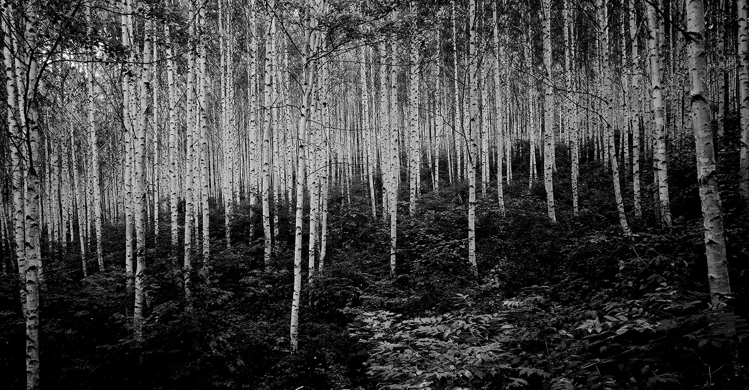 Ito Lim, birch,inje, 200x103cm, photo, 2014