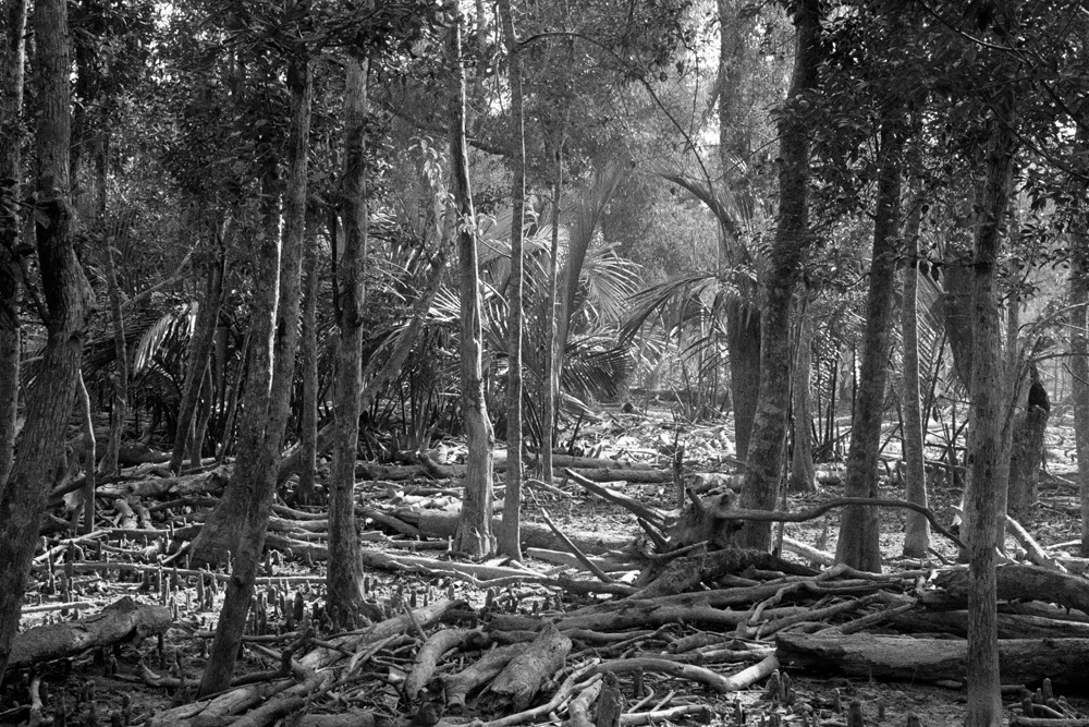 Mangrove forest 10-03, Archival Pigment Print, 90x60cm, 2010