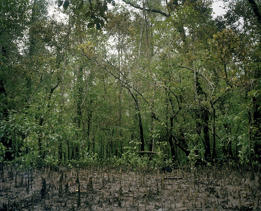 Mangrove forest 11-01, Archival Pigment Print, 180x150cm, 2011