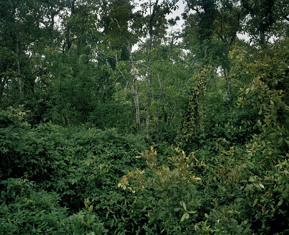 Mangrove forest 11-02, Archival Pigment Print, 180x150cm, 2011