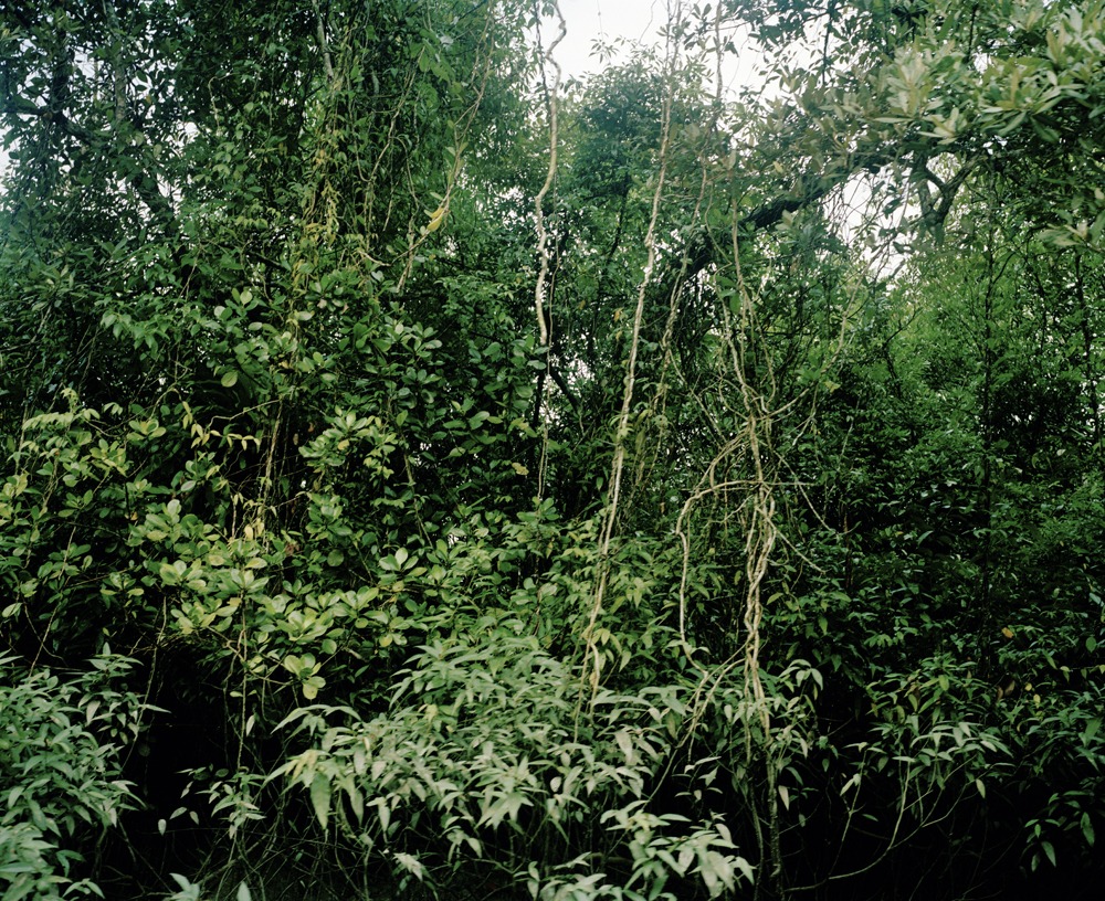 Mangrove forest 12-01, Archival Pigment Print, 120x97cm, 2012