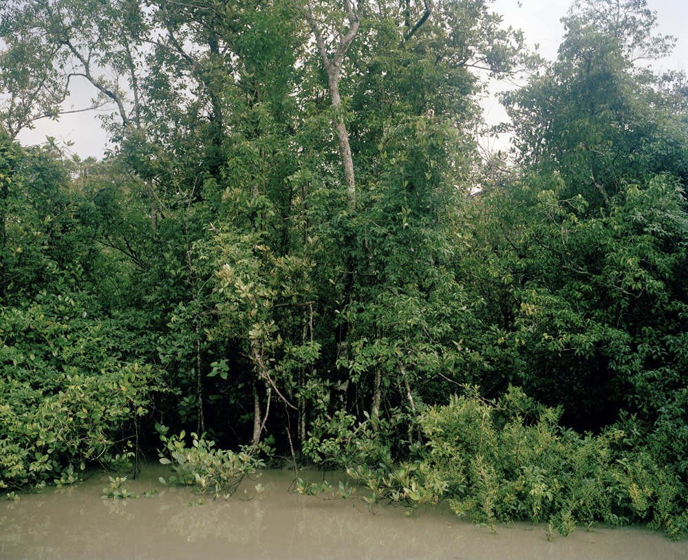 Mangrove forest 12-02, Archival Pigment Print, 120x97cm, 2012
