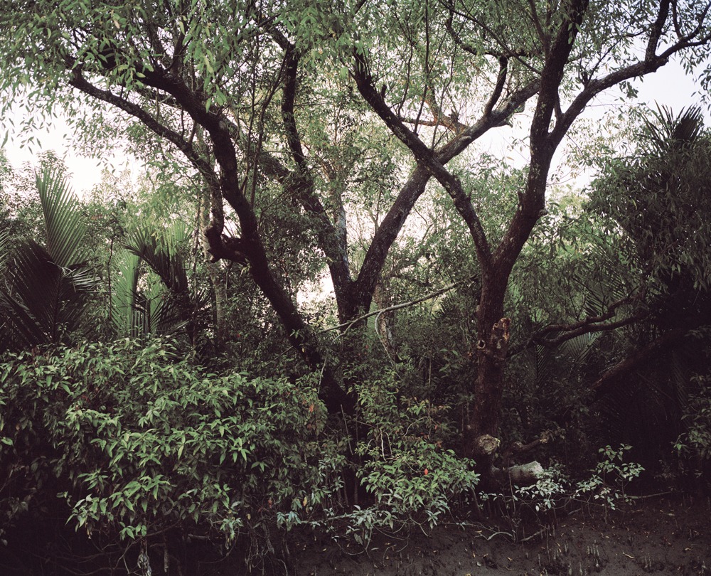 Mangrove forest 12-03, Archival Pigment Print, 120x97cm, 2012