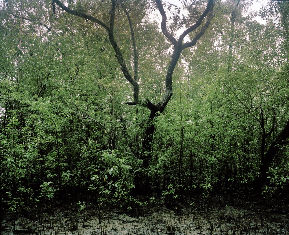 Mangrove forest 12-04, Archival Pigment Print, 120x97cm, 2012