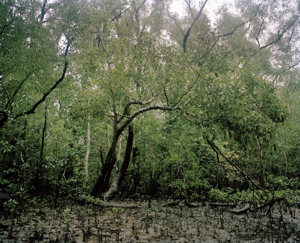 Mangrove forest 12-05, Archival Pigment Print, 120x97cm, 2012