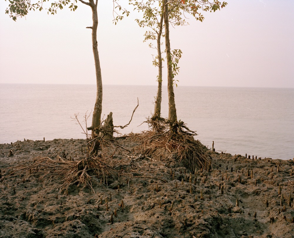 Mangrove forest 15-01, Archival Pigment Print, 50x40cm, 2015
