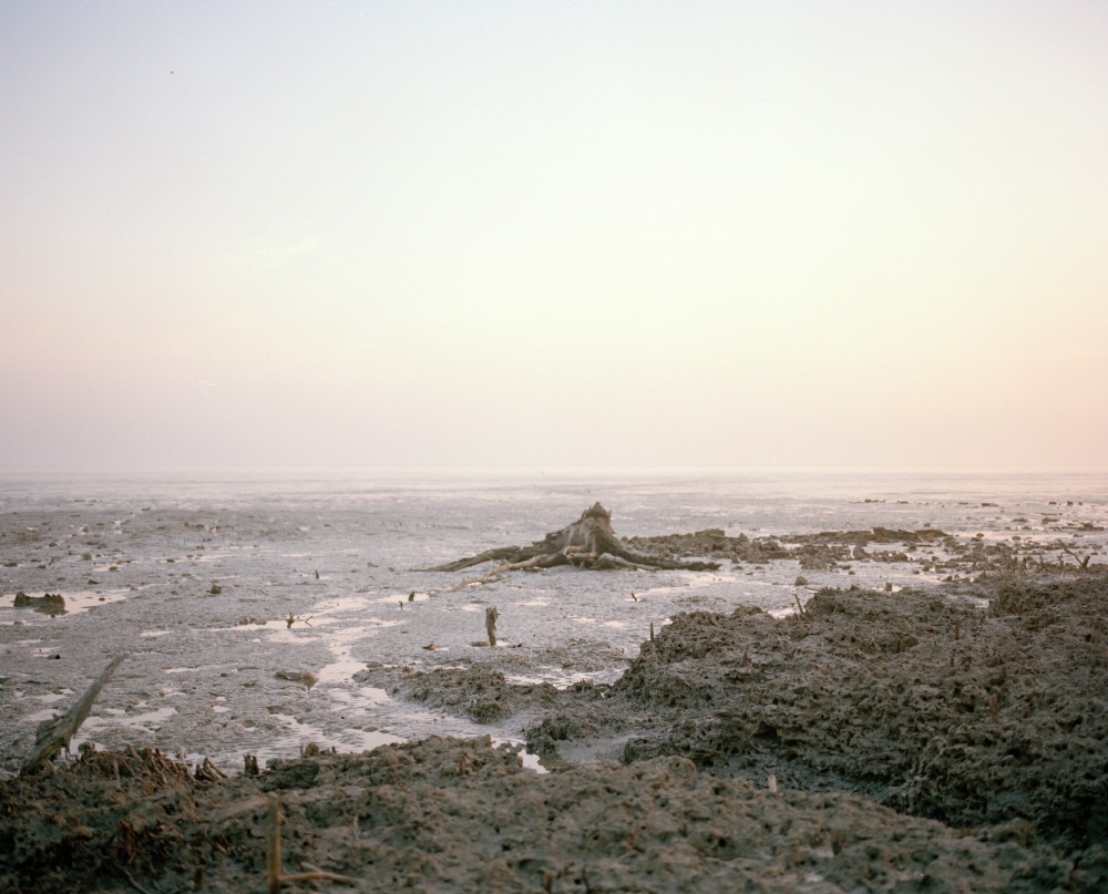Mangrove forest 15-02, Archival Pigment Print, 50x40cm, 2015