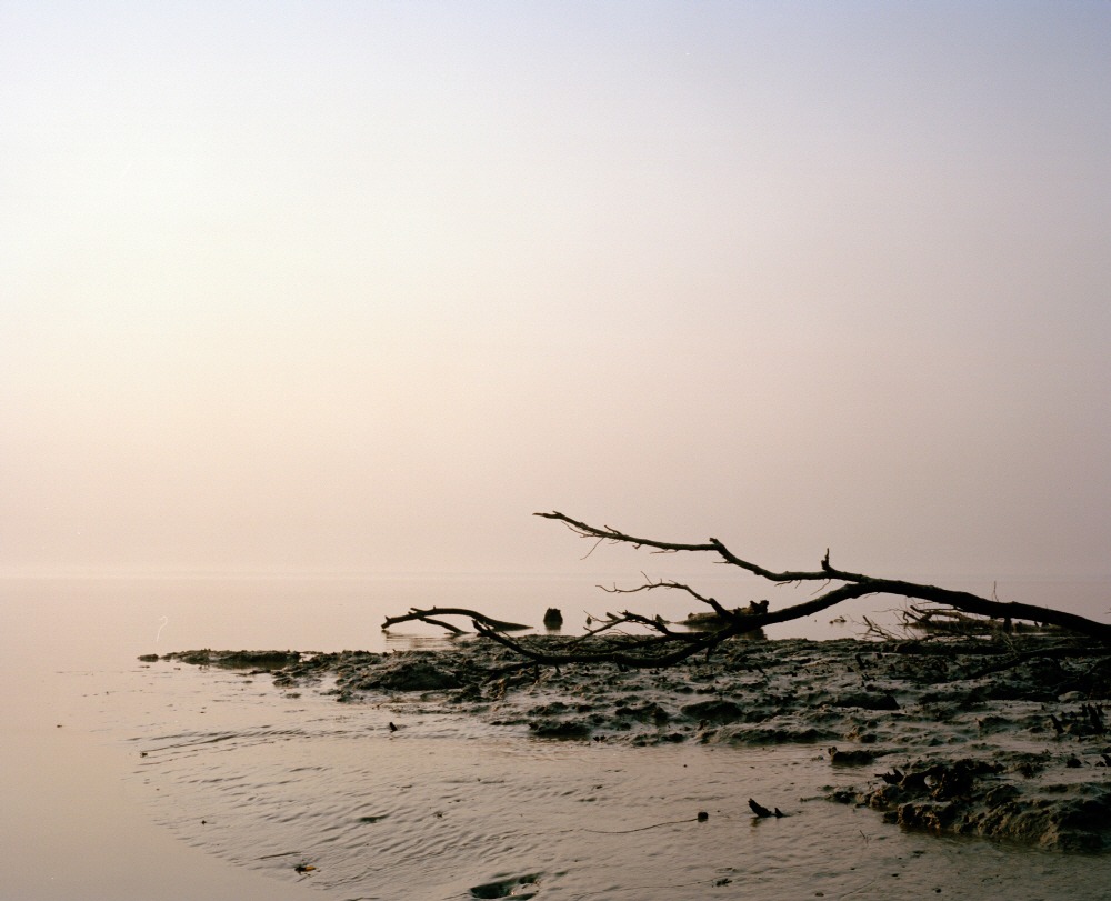Mangrove forest 15-03, Archival Pigment Print, 50x40cm, 2015