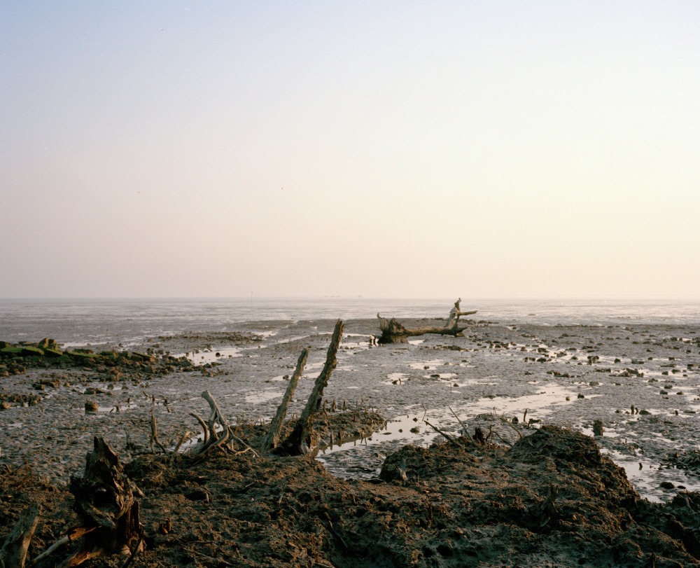 Mangrove forest 15-05, Archival Pigment Print, 50x40cm, 2015