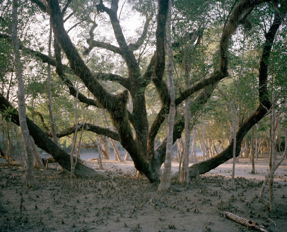 Mangrove forest 15-06, Archival Pigment Print, 50x40cm, 2015