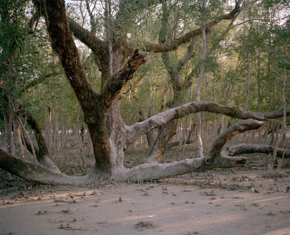 Mangrove forest 15-07, Archival Pigment Print, 50x40cm, 2015