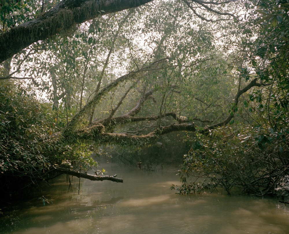 Mangrove forest 15-08, Archival Pigment Print, 50x40cm, 2015