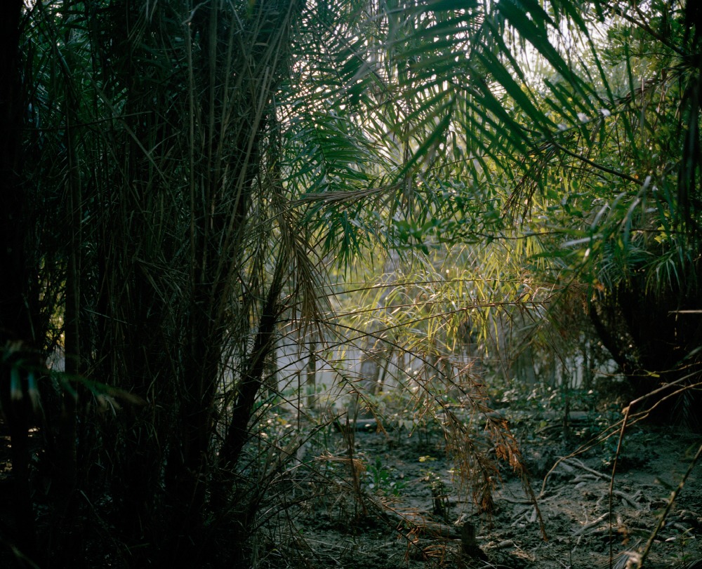 Mangrove forest 15-09, Archival Pigment Print, 50x40cm, 2015