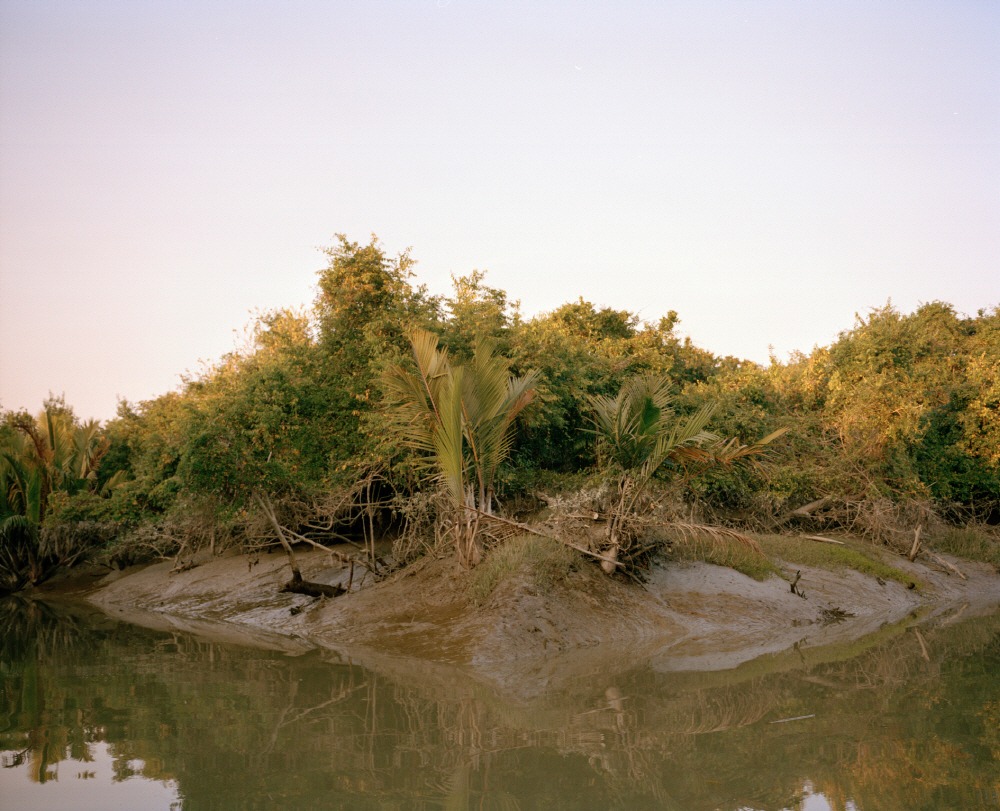 Mangrove forest 15-10, Archival Pigment Print, 50x40cm, 2015
