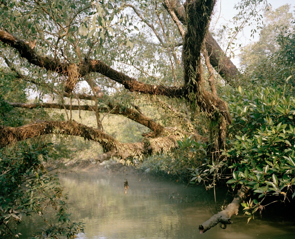 Mangrove forest 15-11, Archival Pigment Print, 50x40cm, 2015
