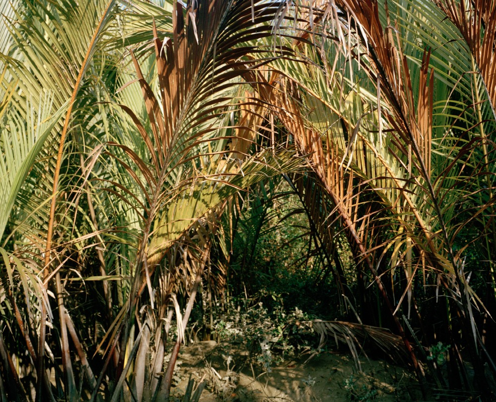 Mangrove forest 15-12, Archival Pigment Print, 50x40cm, 2015