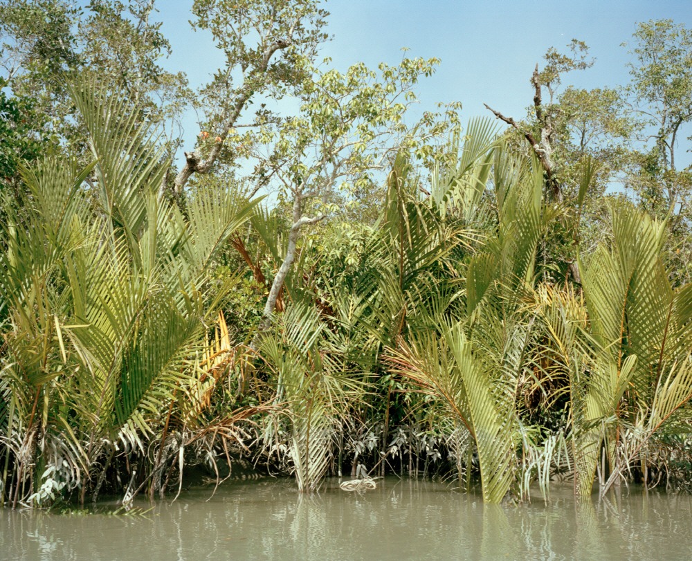 Mangrove forest 15-13, Archival Pigment Print, 50x40cm, 2015