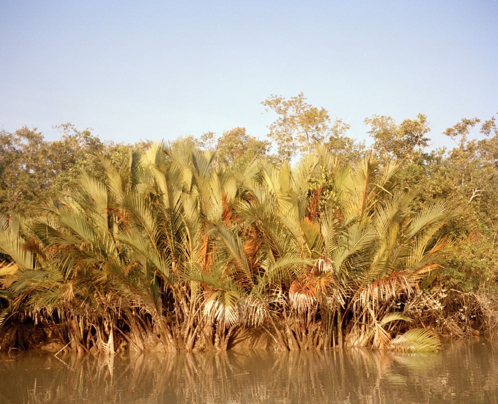 Mangrove forest 15-14, Archival Pigment Print, 50x40cm, 2015