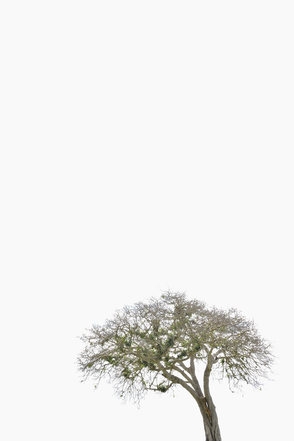 Kim ByungTae, 5298, 60x90 cm, inkjet print, 1of20, 2016 (3)