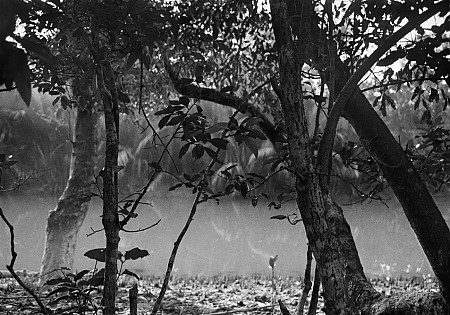 최종성 Jongsung Paul Choe The Mysterious Tree 展 2016.8.5-8.15