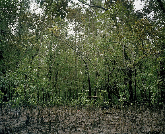 Mangrove forest 11-01, Archival Pigment Print, 180x150cm, 2011