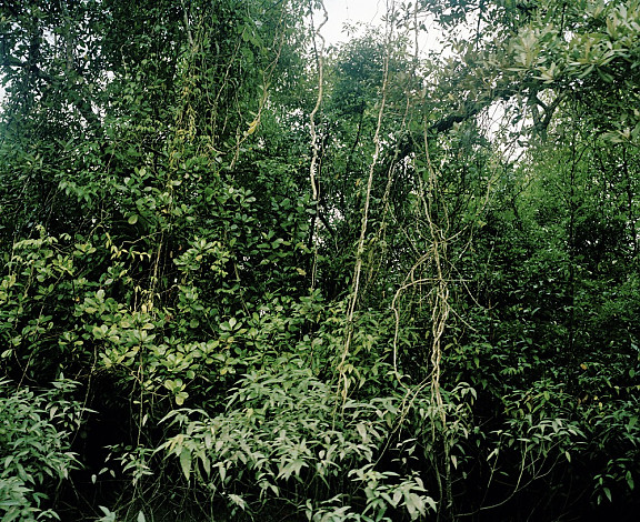 Mangrove forest 12-01, Archival Pigment Print, 120x97cm, 2012