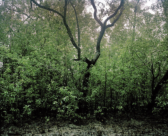 Mangrove forest 12-04, Archival Pigment Print, 120x97cm, 2012