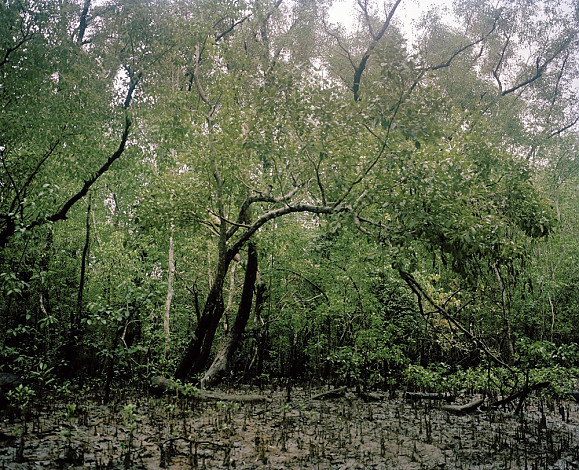 Mangrove forest 12-05, Archival Pigment Print, 120x97cm, 2012
