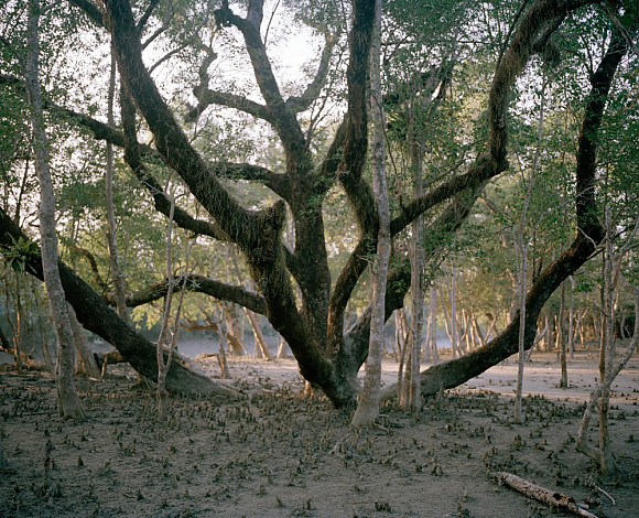 Mangrove forest 15-06, Archival Pigment Print, 50x40cm, 2015