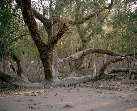 Mangrove forest 15-07, Archival Pigment Print, 50x40cm, 2015