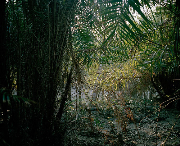 Mangrove forest 15-09, Archival Pigment Print, 50x40cm, 2015