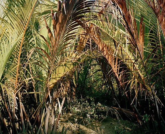 Mangrove forest 15-12, Archival Pigment Print, 50x40cm, 2015