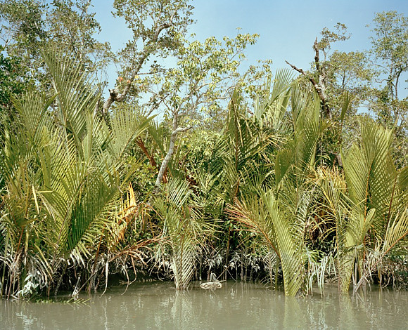 Mangrove forest 15-13, Archival Pigment Print, 50x40cm, 2015