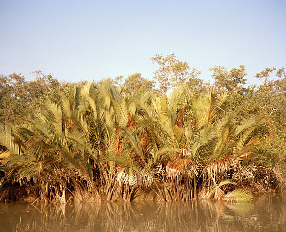 Mangrove forest 15-14, Archival Pigment Print, 50x40cm, 2015